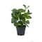 Green Plastic Traditional Artificial Foliage, 10" x 7" x 13"